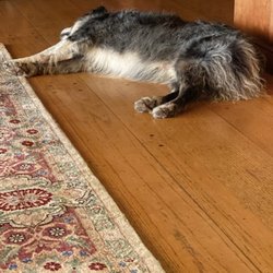 Berkeley Rug House - Atticus is pleased with the cleaned and repaired rug.