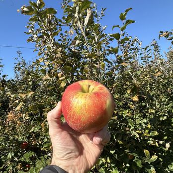 Hicks Orchard - Got to love fresh apples - Pick Your Own Farms Near Me - Granville, New York