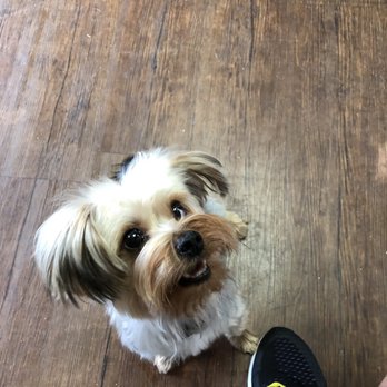Fetching Canine Grooming & Boutique - Marley! - Pet Groomers Near Me - Longwood, Florida Fetching Canine Grooming & Boutique - Marley! - Pet Groomers Near Me - Longwood, Florida