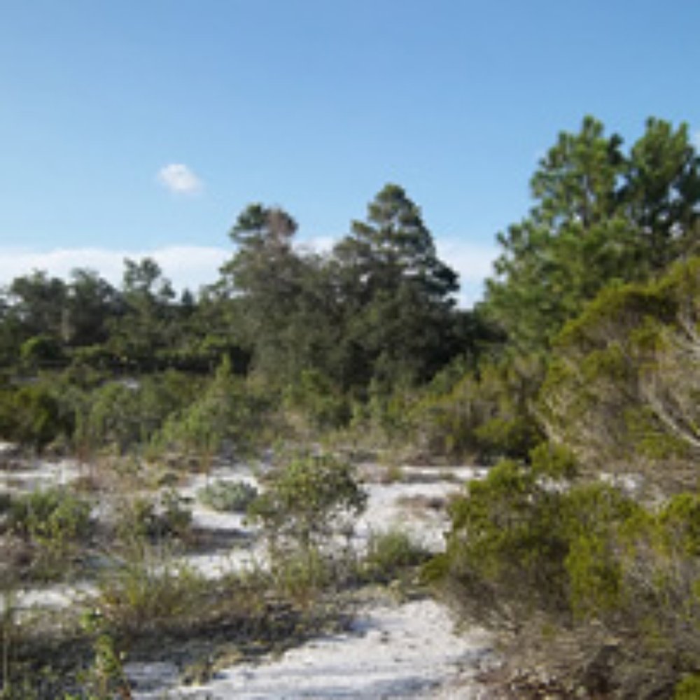 Shadow Bay Park - A pristine scrub habitat can be found at the park - Parks Near Me - Orlando, Florida Shadow Bay Park - A pristine scrub habitat can be found at the park - Parks Near Me - Orlando, Florida