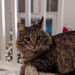SEN Foundation Animal Rescue - Cassie enjoying her new home.