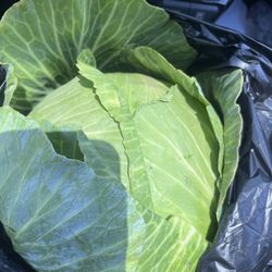 O'Steen's Market & Farm - Large fresh locally grown cabbage