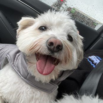 PetSmart Dog Training - After his grooming - Pet Stores Near Me - Downey, California