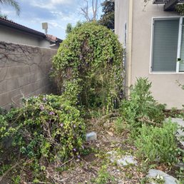 Side yard before