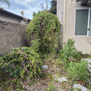 Premium Tree Care - Side yard before - Tree Services Near Me