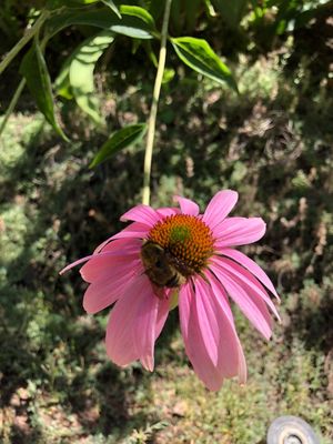 Red Butte Garden and Arboretum by null