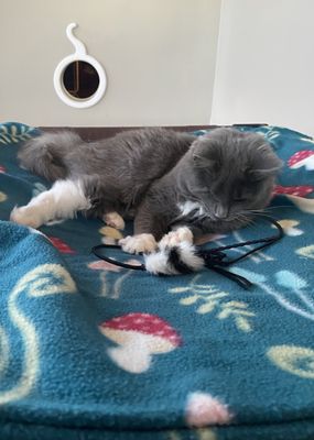 Cat Tales Cat Cafe by null