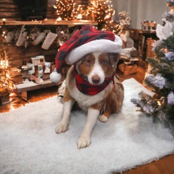 Wiggle Butts Dog Spa - Pippa's Christmas glamour shot - Pet Groomers Near Me - Schenectady, New York