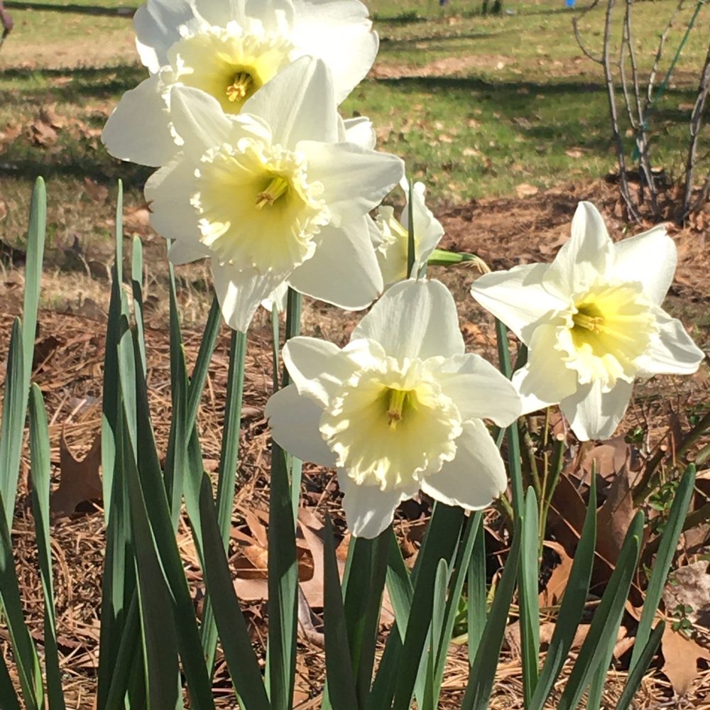 Kiroli Park - Flowers in February - Venues & Event Spaces Near Me - West Monroe, Louisiana