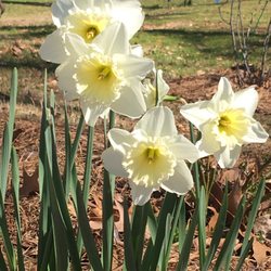 Kiroli Park - Flowers in February