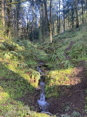 Powell Butte Nature Park by null