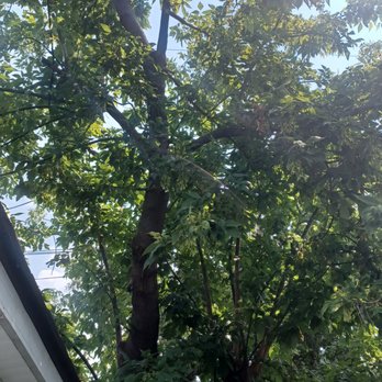 County Tree Service - The tree to be removed, it was definitely around four stories high. - Tree Services Near Me - Stickney, Illinois County Tree Service - The tree to be removed, it was definitely around four stories high. - Tree Services Near Me - Stickney, Illinois