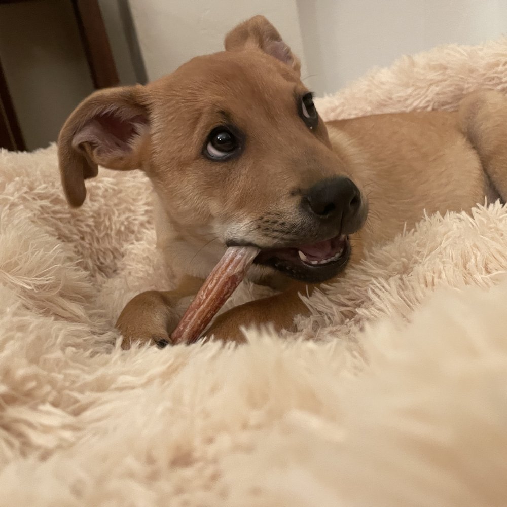 Pups Without Borders - Pet Adoption Near Me Pups Without Borders - Pet Adoption Near Me