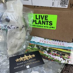 Native Wildflowers Nursery - My Indian Pinks order arrived yesterday. I ordered 3, but yippee 4 1/2 arrived. I potted them up this am