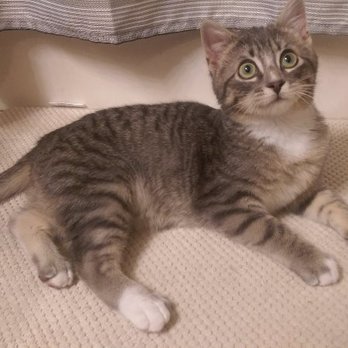 The Bond Between - Tinkerbell - Animal Shelters Near Me - Minnetonka, Minnesota