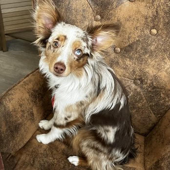 Your Story Counseling - Cleo- Everyone's favorite therapy dog. She loves to help during session! - Counseling & Mental Health Near Me Your Story Counseling - Cleo- Everyone's favorite therapy dog. She loves to help during session! - Counseling & Mental Health Near Me