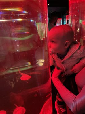 SEA LIFE at Mall of America by null