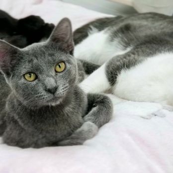 Charles Smithgall Humane Society - Mille, Luna, and Colt are ready for gentle cuddles in the kitten room. - Animal Shelters Near Me - Cleveland, Georgia Charles Smithgall Humane Society - Mille, Luna, and Colt are ready for gentle cuddles in the kitten room. - Animal Shelters Near Me - Cleveland, Georgia