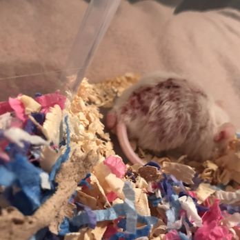 Amazon Jungle 19 Photos Pet Stores 557 S Yonge St Ormond Beach Fl Phone Number Amazon Jungle 19 Photos Pet Stores 557 S Yonge St Ormond Beach Fl Phone Number