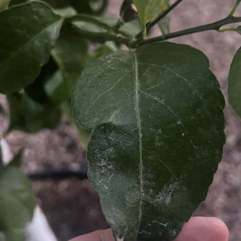Moon Valley Nurseries - May 23 - Nurseries & Gardening Near Me - Surprise, Arizona