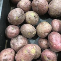 Publix - Red Potatoes?