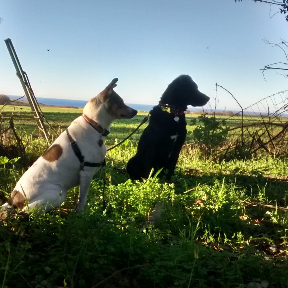 Arrow (left) with her new friend, Moose, share a quiet moment during a hike. Arrow (left) with her new friend, Moose, share a quiet moment during a hike.