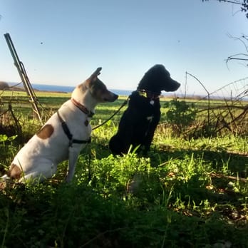 Woofpack - Arrow (left) with her new friend, Moose, share a quiet moment during a hike. - Dog Walkers Near Me Woofpack - Arrow (left) with her new friend, Moose, share a quiet moment during a hike. - Dog Walkers Near Me