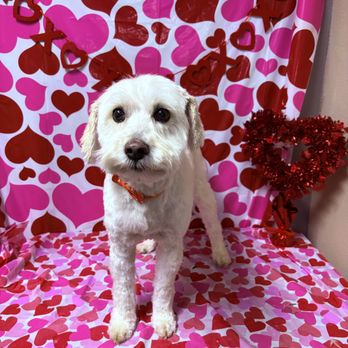 Bark Alley - Pet Groomers Near Me - Bentonville, Arkansas Bark Alley - Pet Groomers Near Me - Bentonville, Arkansas