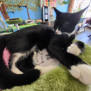 Bajah's Cat Cafe - Cafes Near Me - Tiverton, Rhode Island