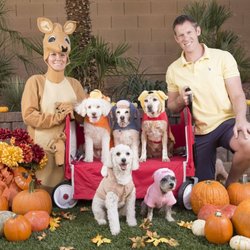 Studio DCF - Priscilla's Halloween Puppies!!