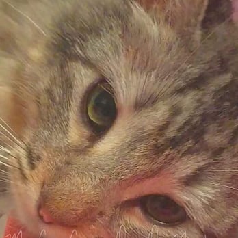 Southeast Area Animal Control Authority - Love is..... A Fur Baby To Love - Animal Shelters Near Me - Downey, California Southeast Area Animal Control Authority - Love is..... A Fur Baby To Love - Animal Shelters Near Me - Downey, California