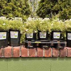 Lowe's Home Improvement - The wrong plants I received.