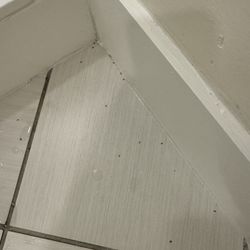 The Nantucket Hotel - Ants in bathroom
