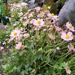 Somerset Nursery