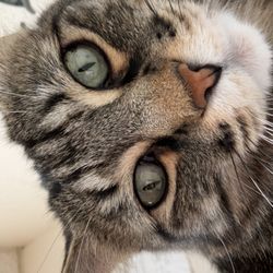 Animal Care Clinic - Our Clinic Cat, Poppy!