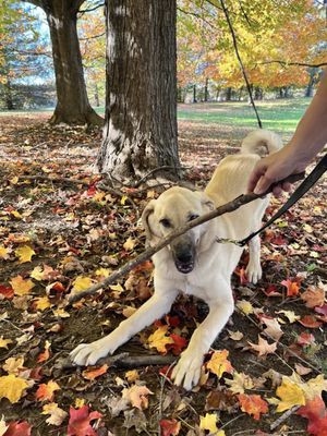 Livingston County Animal Control And Shelter