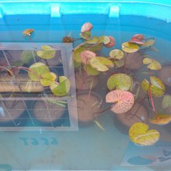 Oasis Aquatics
