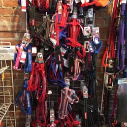 Beacon Barkery - Complete Ez-Dog Harness and leash collection