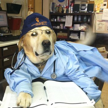 Hermitage Animal Clinic - The doctor will see you now - Veterinarians Near Me - Hermitage, Tennessee Hermitage Animal Clinic - The doctor will see you now - Veterinarians Near Me - Hermitage, Tennessee