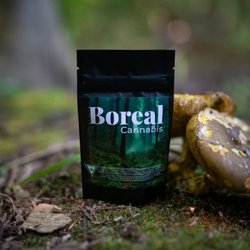 Boreal Cannabis - Pre-Packed Buds