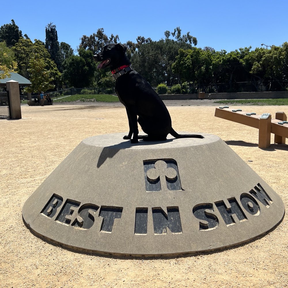 A Better Chance Rescue - Pet Adoption Near Me