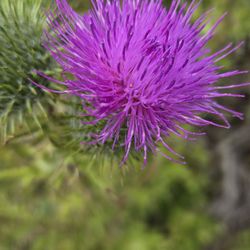 McNee Ranch State Park