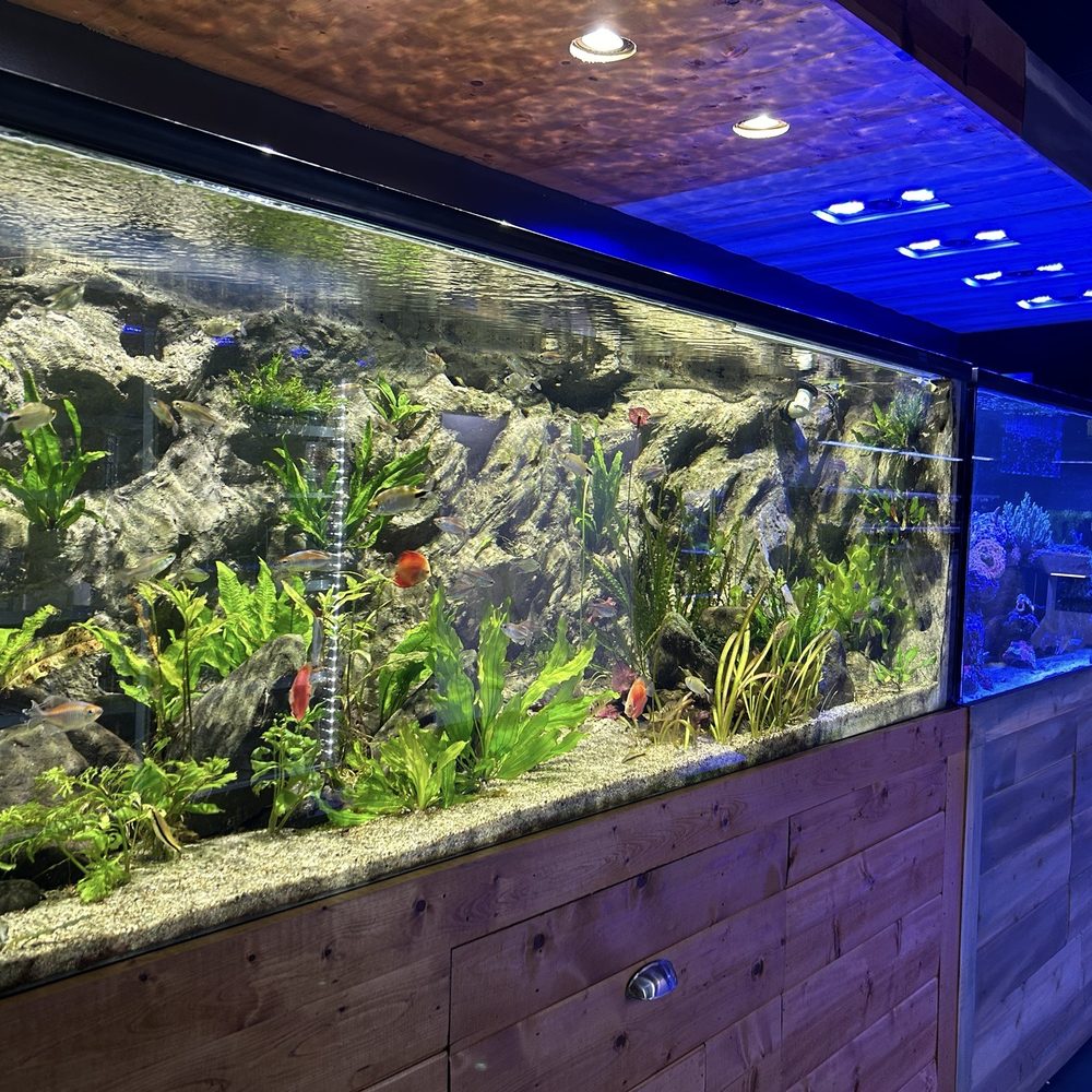 Kona Reef - Nice freshwater setup - Local Fish Stores Near Me - Surprise, Arizona Kona Reef - Nice freshwater setup - Local Fish Stores Near Me - Surprise, Arizona