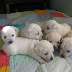Walks By George - Andy and Sonny are two of six Westies from this litter. All boys.