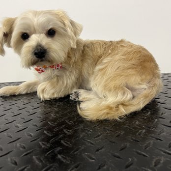 Muletown Pet Spa - Pet Groomers Near Me - Columbia, Tennessee Muletown Pet Spa - Pet Groomers Near Me - Columbia, Tennessee