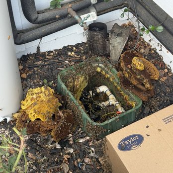 QueenB Live Bee Removal - Pest Control Near Me - San Diego, California