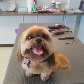 Amanda's Dog Salon - Mani styling at Amanda's Dog Salon - Pet Groomers Near Me - Evansville, Indiana Amanda's Dog Salon - Mani styling at Amanda's Dog Salon - Pet Groomers Near Me - Evansville, Indiana