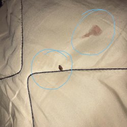 Adventure Bound - Bedbugs