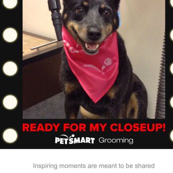 PetSmart - Pet Training Near Me - Las Vegas, Nevada PetSmart - Pet Training Near Me - Las Vegas, Nevada
