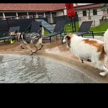 PlayStayTion Pet Resort & Training - Ruger playing Catch me if you can with his friend - Pet Groomers Near Me - Sadler, Texas